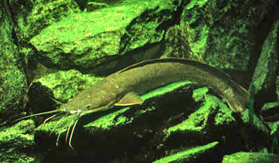 Clarias gariepinus